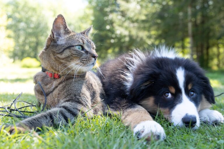 Everyday Pet Care Tips for Happier Dogs and Cats